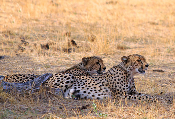 Two cheetah brothers on the plains in Hwange National Park