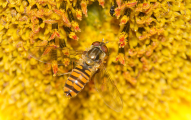 Close up of a Common Hoverfly feeding on the stamen of a vibrant yellow Sunflower