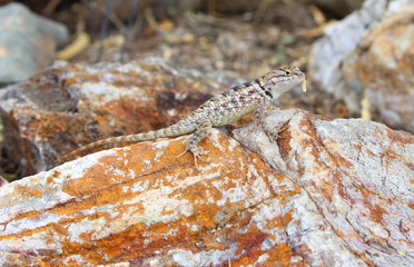 lizard