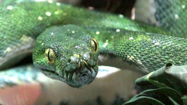 Snake video, green mamba jumps, close up, reptile