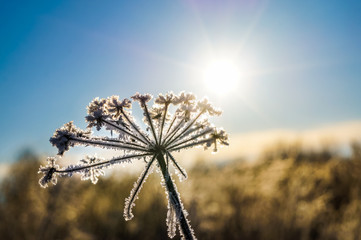 Plants stiff with frost. Nature in winter. The concept of freezing.
