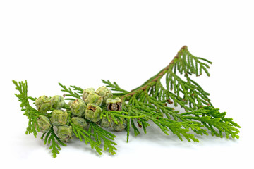 Scheinzypresse, Chamaecyparis