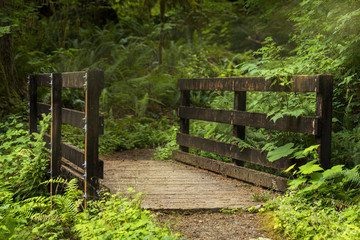 A sunlit wooden bridge on a forest path