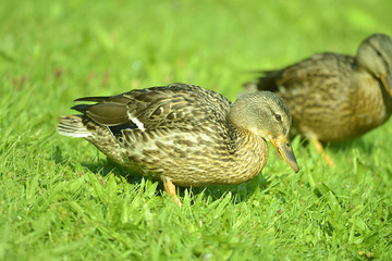 Portrait einer Ente