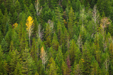 A single yellow aspen tree in an evergreen forest