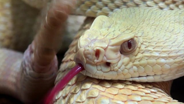 Snake video, Rattlesnake moving tail, close up