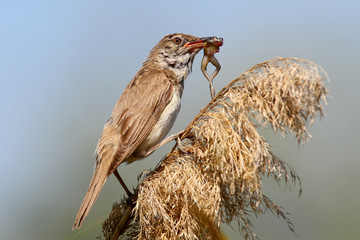 Rare picture. Great reed warbler catch and eats a little frog.