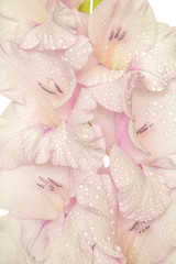 Fototapeta na wymiar Single pink gladiolus flower with water drops close up