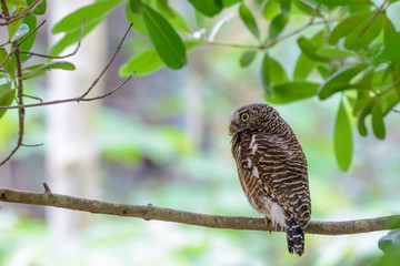 Asian barred owlet or Glaucidium cuculoides, beautiful bird on branch with green background.