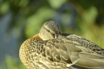 Portrait einer Ente