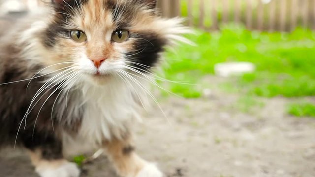Beautiful cat with colourful spots meowing HD