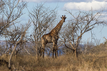 Girafe dans le Kruger