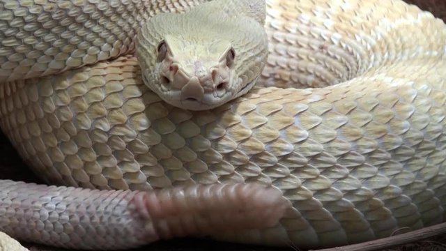 Snake video, Rattlesnake moving tail, close up with sound, reptile