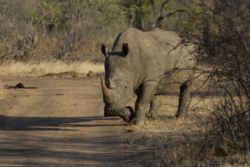 L&rsquo;arriv&eacute;e du rhinoc&eacute;ros