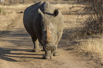 Face a face avec un rhinoc&eacute;ros