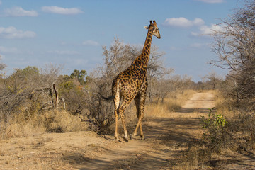 Balade d'une girafe