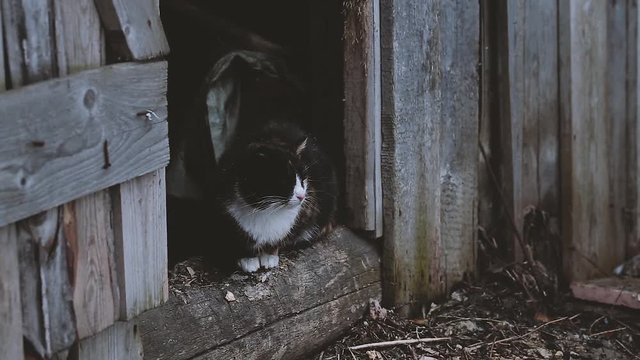 Cat on the farm