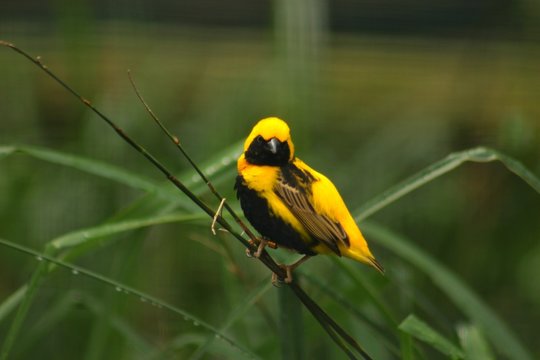 Yellow-crowned bishop / Euplectes afer/ This is yellow euplectes afer on straw.