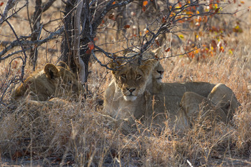 Lions au repos