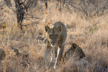 La marche du lion