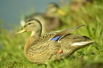 Ente am Wasser