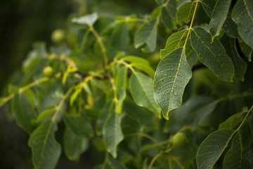 Fototapeta na wymiar Branch with green leaves in the rain.