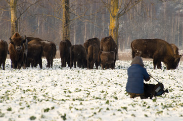 Polowanie na Żubra © Katarzyna