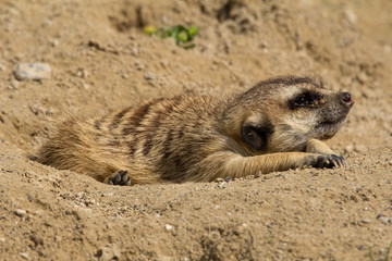 Relaxtes Erdmännchen