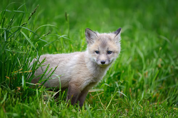 Fox cub in grass