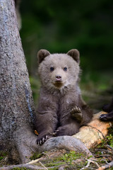Young brown bear in the forest