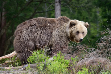 Obraz premium Brown bear in the forest
