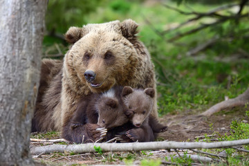 Fototapeta na wymiar Brown bear and cub