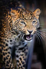 Obraz premium Close angry leopard portrait