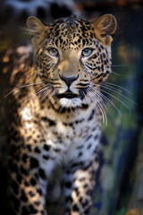 Naklejka premium Close leopard portrait