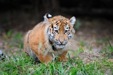 Fototapeta na wymiar Portrait of a tiger cub