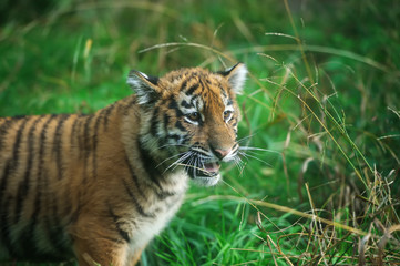 Portrait of a tiger cub
