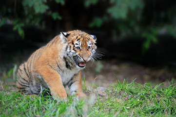 Tiger cub in grass