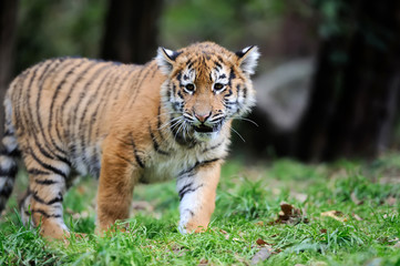 Portrait of a tiger cub