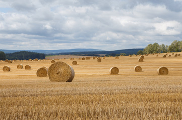 Hay bales on the field after harvest