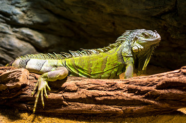 Magnificent green iguana