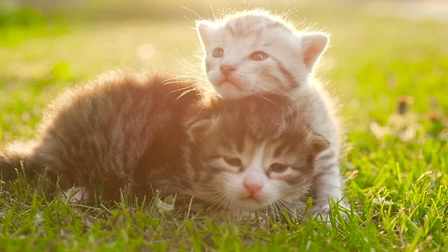 Two tiny nice kittens HD
