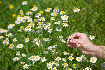 Closeup of woman's hand picking up chamomile from a daisy meadow on a sunny summer day. Wild flowers in the park.