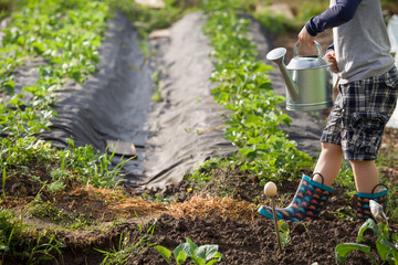 Cute little toddler boy watering plants with watering can in the garden. Adorable little child helping parents to grow vegetables and having fun. Activities with children outdoors.