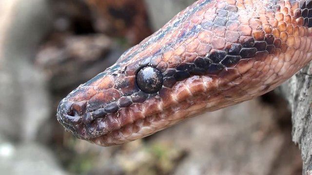 Snake video, red head snake, close up, reptile