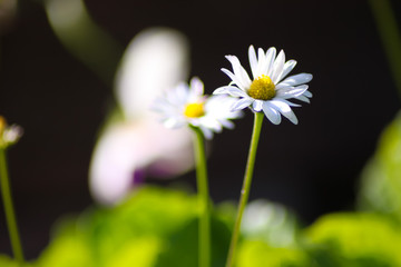a camomile on a dark background of garden