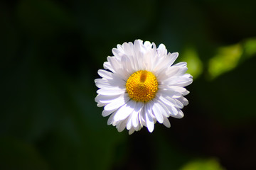 a camomile on a dark background of garden