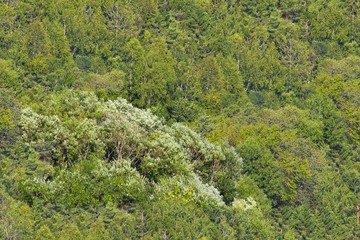 seamless texture of aerial view of the forest