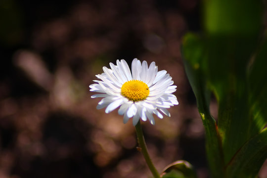 a camomile on a dark background of garden