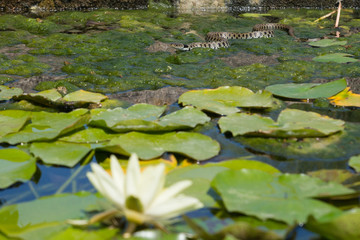 Obraz na płótnie Canvas A snake and white water lily in a pond