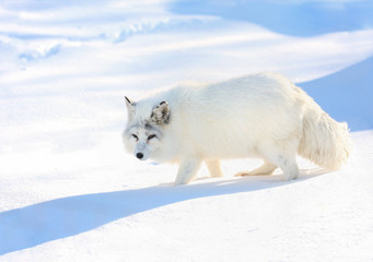 Obraz na płótnie Canvas renard arctique en hiver